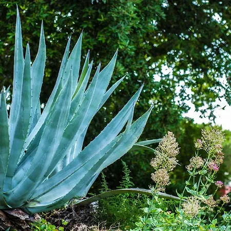 Eliodora - Due Prázdninový dům Arenzano